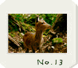yakushima